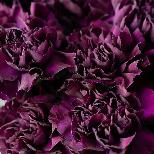 15 Grenadin King of Blacks Carnation Seeds Flower Seeds | www.seedsplantworld.com