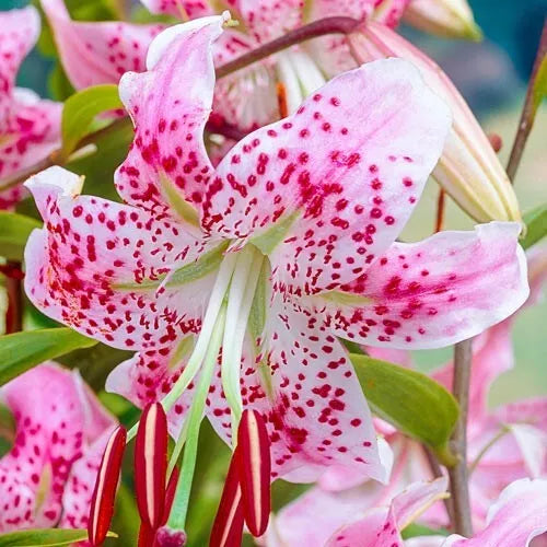 2 Uchida Lily Flower Bulbs Perennial Style Beauty And Color Bulbs Plant