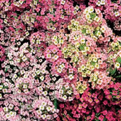 500 Sweet Alyssum Pastel Carpet Mix Lobularia Maritima Flower Seeds | www.seedsplantworld.com