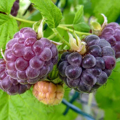 Glencoe Sweet Purple Raspberry Compact Thornless Hybrid Potted Fruit Plants | www.seedsplantworld.com