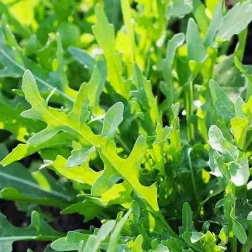 500 Roquette Arugula Seeds Heirloom Non-GMO Vegetable Seeds | www.seedsplantworld.com