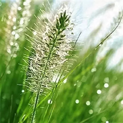 25 Bottlebrush Grass Ornamental Shade Elymus Hystrix Patula Seeds | www.seedsplantworld.com