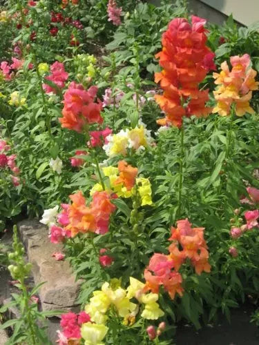 2000 Snapdragon Corona Mix Antirrhinum Majus Flower Seeds | www.seedsplantworld.com