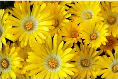 100 Gelato Yellow Ice Plant Mesembryanthemum Daisy Livingstone Flower Seeds | www.seedsplantworld.com