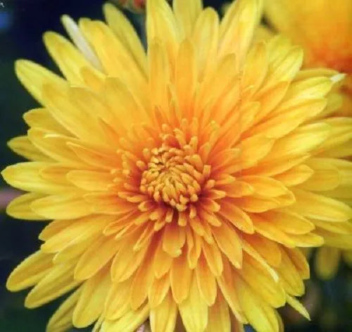 500 Yellow Chrysanthemum Morifolium Flower Seeds | www.seedsplantworld.com