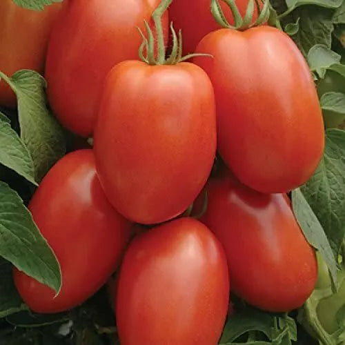 50 Roma Tomato Seeds Heirloom Non-GMO Vegetable Seeds | www.seedsplantworld.com