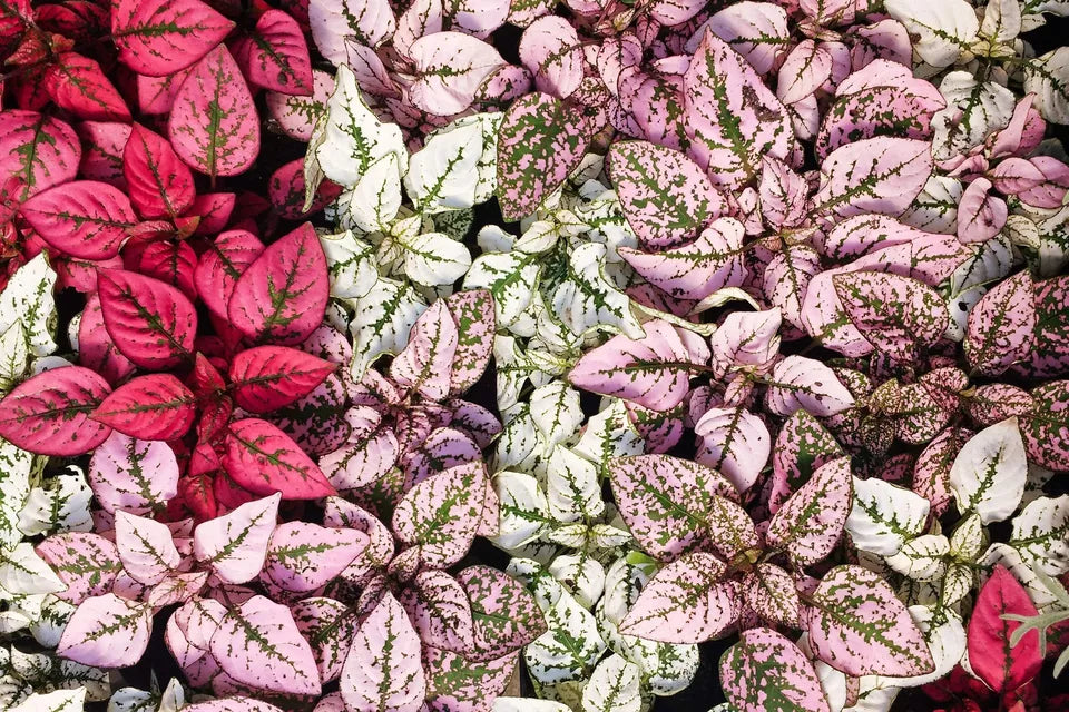 10 Dwarf Mixed Colors Polka Dot Plant Red Pink White Rose Hypoestes Flower Seeds | www.seedsplantworld.com