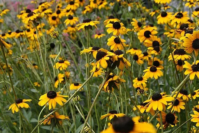 2200 Coneflower Clasping Leaf Yellow Flower Seeds | www.seedsplantworld.com