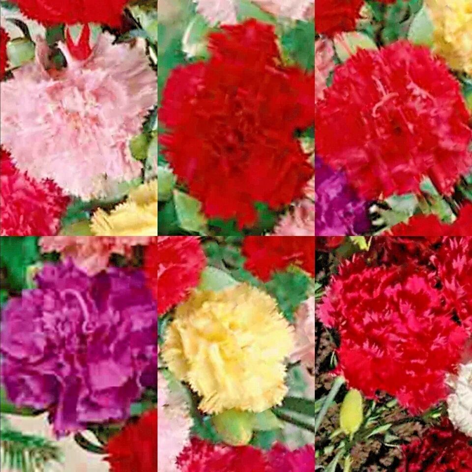 300 Carnation Spring Mix Flower Seeds | www.seedsplantworld.com