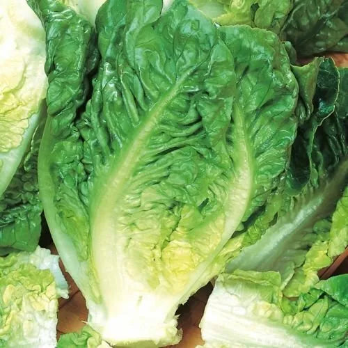 500 Little Gem Lettuce Seeds Non-GMO Vegetable Seeds | www.seedsplantworld.com