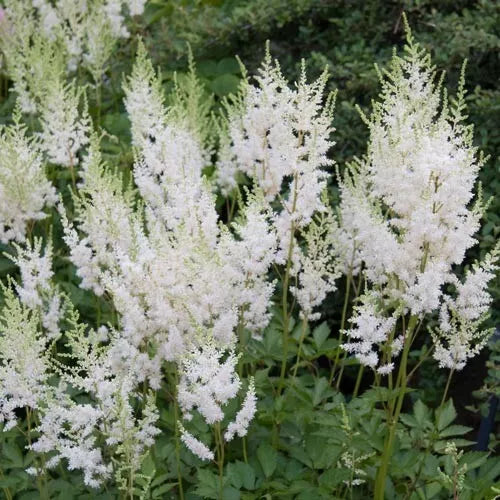 2 Astilbe White Glory Perennial Plants Great For Shade And Woodland Gardens Rooted Plant | www.seedsplantworld.com