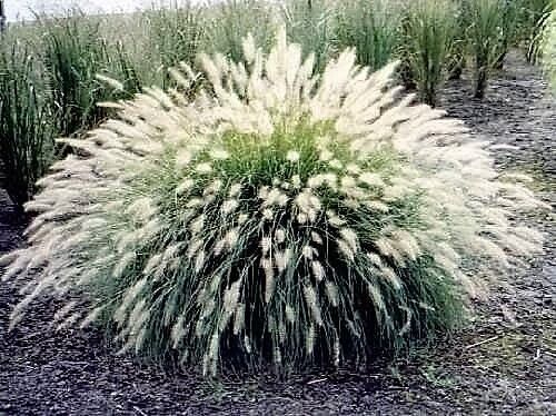 30 White Fountain Grass Pennisetum Villosum Ornamental Flower Seeds | www.seedsplantworld.com