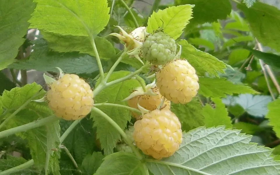 4 Raspberry Plants (4 Plants Natural Varieties) Non Gmo Fruit Plants | www.seedsplantworld.com