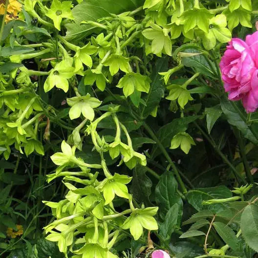 500 Tobacco Lime Green Flower Nicotiana Pure Seed Part-Shade Non-Gmo Seeds For Planting | www.seedsplantworld.com