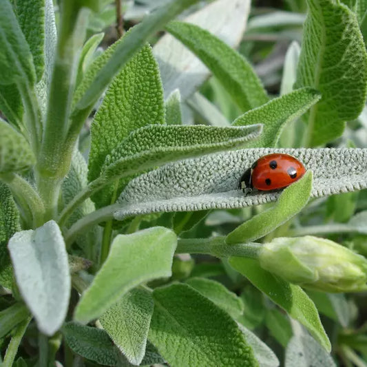 50 Sage Seeds Heirloom Non-GMO Herb Seeds | www.seedsplantworld.com