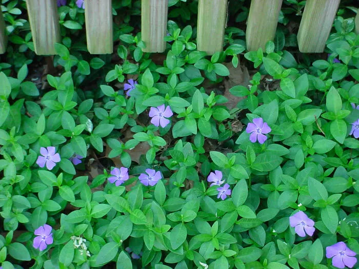 Vinca Minor Vine Graveyard Vine Live Plant 4" Pot | www.seedsplantworld.com