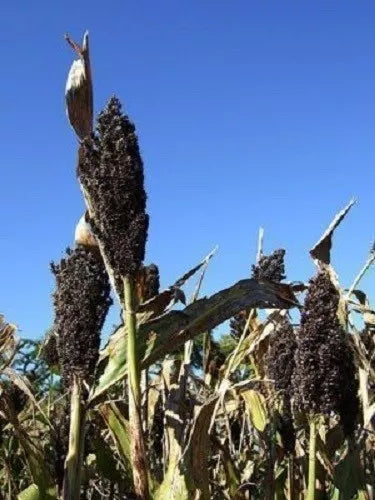 50 Organic Black Amber Cane Sorghum / Sugar Cane Sorghum Bicolor Seeds | www.seedsplantworld.com