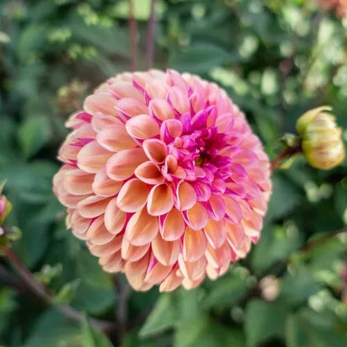 2 Palmares Ball Dahlia Bulb Tuber Clumps New Very Captivating Perennial Bulbs Plant