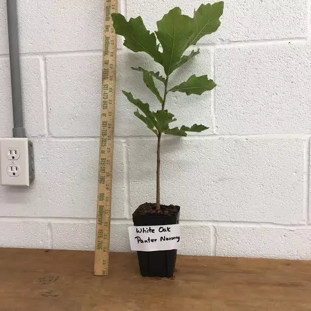 White Oak Tree  (Quercus Alba) Live Plant 12-18" In A 4" Pot