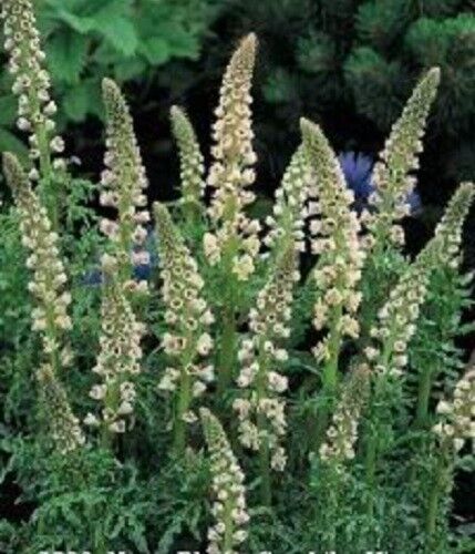 200 White Mignonette Reseda Alba Very Fragrant Flower Seeds | www.seedsplantworld.com