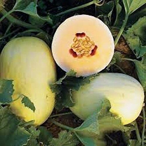 30 Crenshaw Melon Muskmelon Cranshaw Cucumis Melo Fruit Seeds | www.seedsplantworld.com