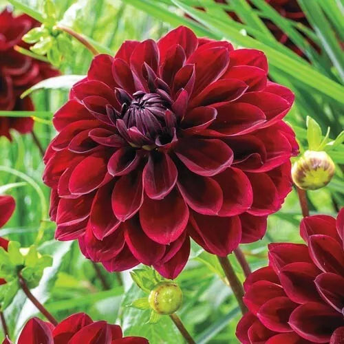 1 Arabian Night Large Decorative Dahlia Bulb Tuber Clump Bold Blackish Red Bulbs Plant