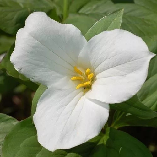 5 White Trillium Bulbs Wood Lily Live Plant