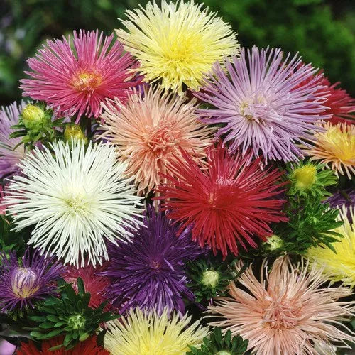 50 Nova Mix Aster Seeds Flower Seeds | www.seedsplantworld.com