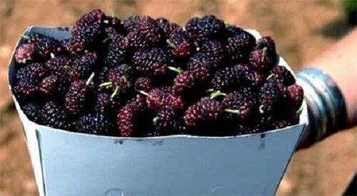 15 Mulberry Tree Bush Morus Rubra Red Berry Fruit Seeds | www.seedsplantworld.com