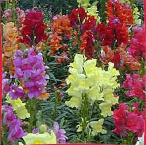 2000 Mixed Moroccan Toadflax / Snapdragon Linaria Maroccana Flower Seeds | www.seedsplantworld.com