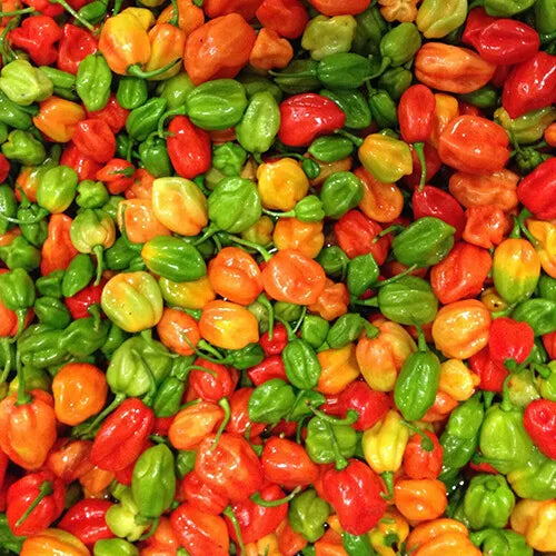 10 Aji Dulce Pepper Seeds Mild Heat Non-GMO Vegetable Seeds | www.seedsplantworld.com