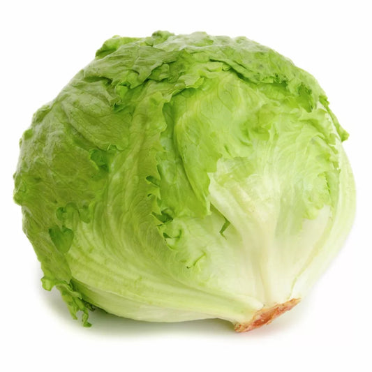 400 Iceberg Lettuce Seeds Non-GMO Vegetable Seeds | www.seedsplantworld.com