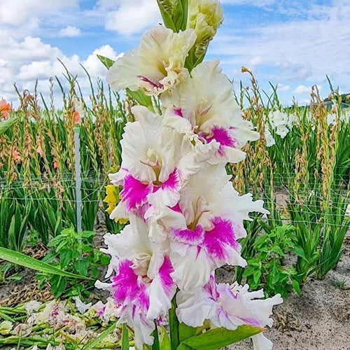 6 Violet Heart Gladiolus Flower Bulbs Very Heavy Ruffling Bulbs Plant