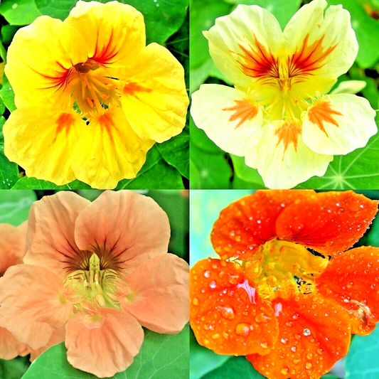 100 Nasturtium Spring Mix Flower Seeds | www.seedsplantworld.com