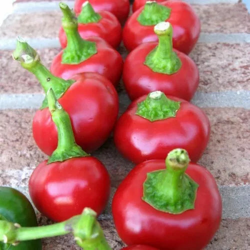 30 Cherry Pepper Seeds (Large Red) Heirloom Non-GMO Vegetable Seed | www.seedsplantworld.com