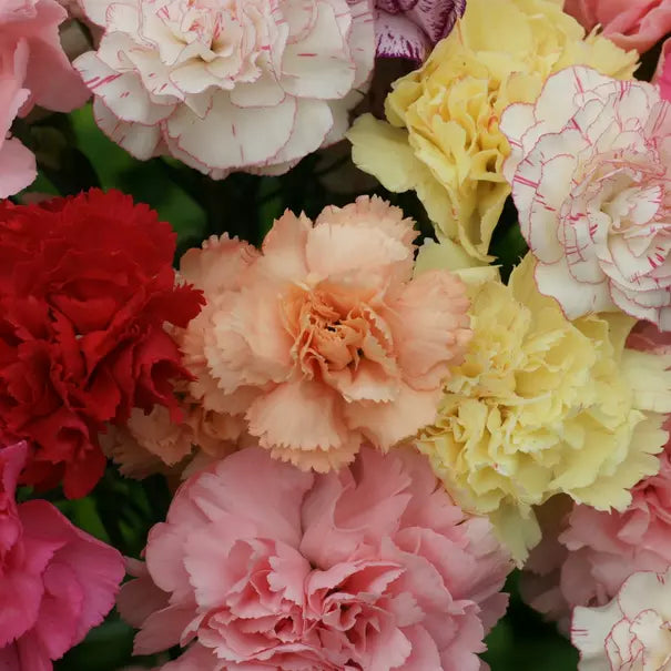 50 Chabaud Mix Carnation Seeds Flower Seeds | www.seedsplantworld.com