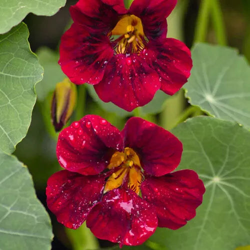 10 Black Velvet Nasturtium Seeds Non-GMO Flower Seeds | www.seedsplantworld.com