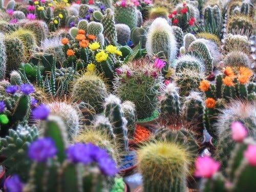 50 Cactus Mix 'Finest Mixed' Succulent Flower Seeds | www.seedsplantworld.com