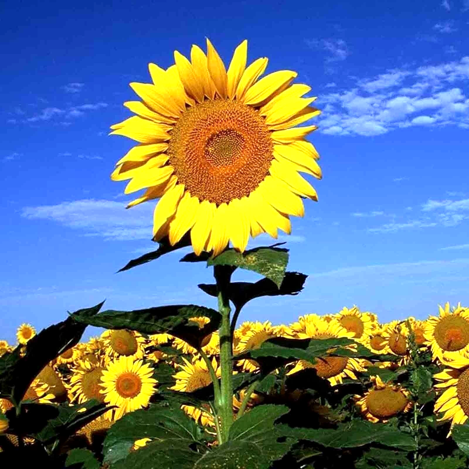 25 Striped Super Tall Sunflower Giant Rare Flower Seeds | www.seedsplantworld.com