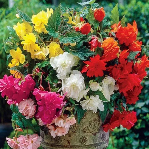 3 Hanging Basket Double Begonia Mixture Live Flower Plant Bulbs 3 Bright Colors Bulbs Plant