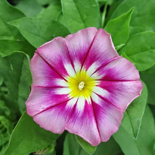 30 Rose Ensign Dwarf Morning Glory Seeds Non-GMO Vegetable Seeds | www.seedsplantworld.com