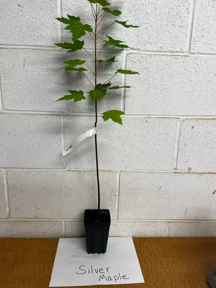 Silver Maple (Acer Saccharinum) Live Plant 12-18" Tall In A Qt Pot | www.seedsplantworld.com