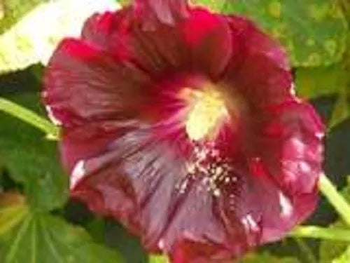 25 Maroon Red Hollyhock Alcea Rosea Flower Seeds | www.seedsplantworld.com