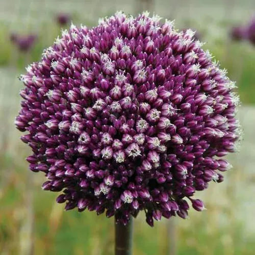 2 Allium Flower Bulbs Summer Drummer 6" Purple & White Blooms Onion Lily Bulbs Plant