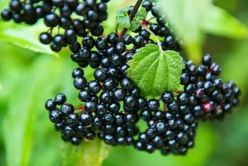 1 Adams Live Elderberry Rooted Plant Healthy Edible Shrub Zones 3-9 Rooted Plant