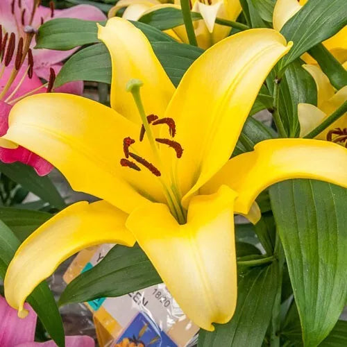 2 Yellow Power Asiatic Lily Live Flowers Bulbs Plant