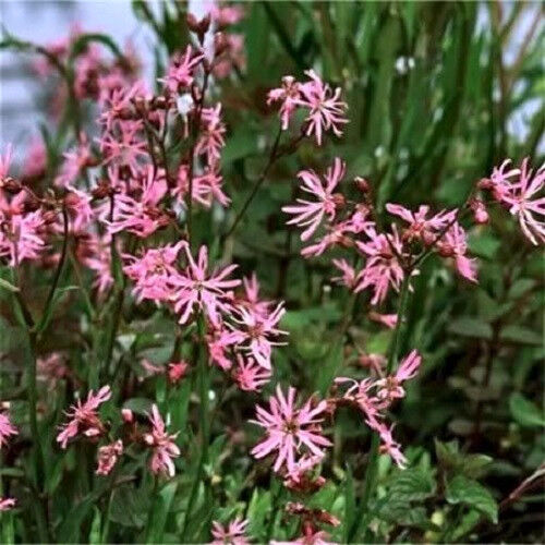 100 Ragged Robin Pink Purplish Lychnis Flos Cuculi Pink Flower Seeds | www.seedsplantworld.com