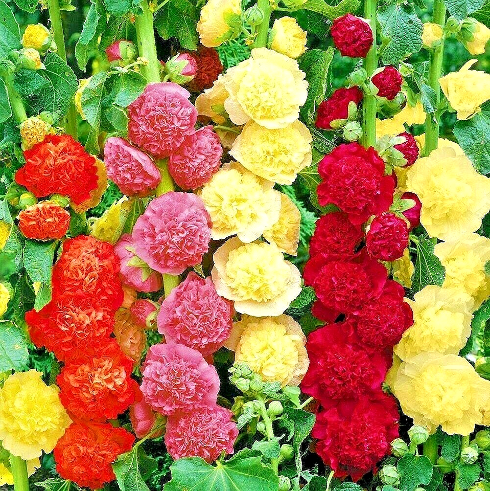 150 Hollyhock Rare Mix Flower Seeds | www.seedsplantworld.com