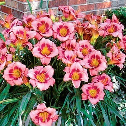 2 Daylily Strawberry Candy Reblooming Perennial Flower Bulb Bareroot Plants | www.seedsplantworld.com