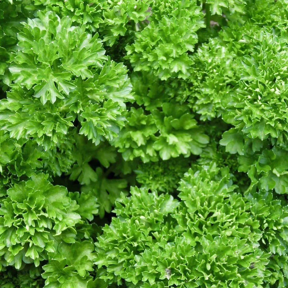 600 Forest Green Parsley Seeds Heirloom Non-GMO Herb Seeds | www.seedsplantworld.com